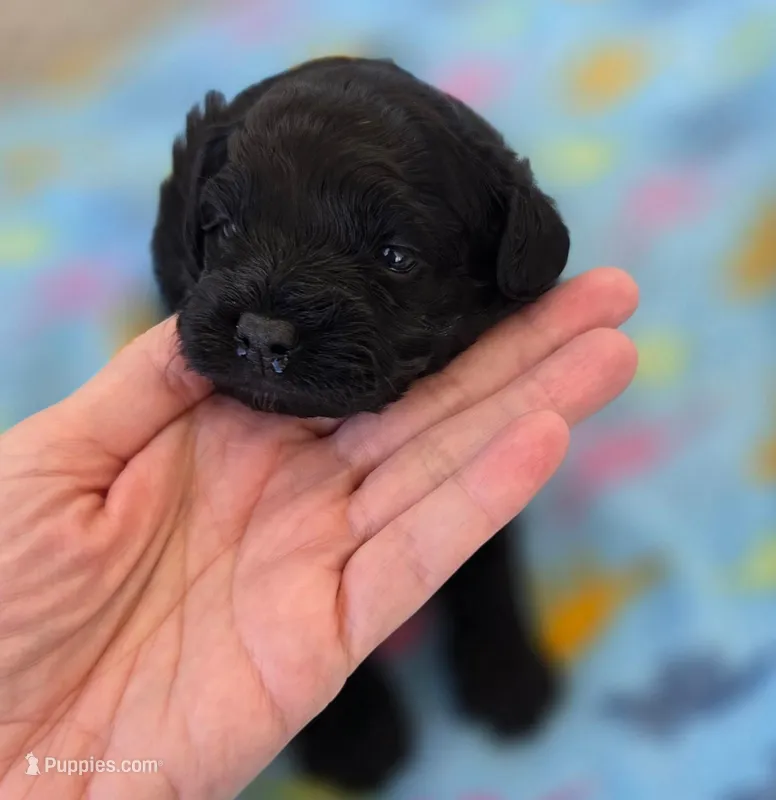 Poppy – Poodle - Miniature , Morkie puppy for sale in Neosho, MO