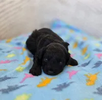 Poppy, a female Poodle - Miniature  and Morkie for sale in Neosho, MO – Photo 5 of 7