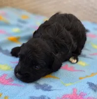 Poppy, a female Poodle - Miniature  and Morkie for sale in Neosho, MO – Photo 2 of 7