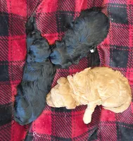 Poppy, a female Poodle - Miniature  and Morkie for sale in Neosho, MO – Photo 7 of 7