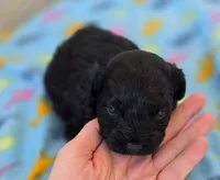 Poppy, a female Poodle - Miniature  and Morkie for sale in Neosho, MO – Photo 6 of 7