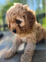 Maggie, a female Cavapoo for sale in Neosho, MO – 5 of 7