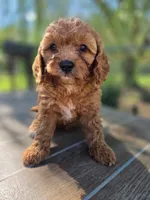 Jazzy, a female Cavapoo for sale in Neosho, MO – 4 of 7
