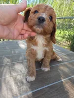 Andy, a male Cavapoo for sale in Neosho, MO – 10 of 10