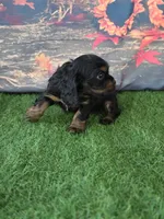 Daisy , a female Cockalier for sale in Neosho, MO – 7 of 7