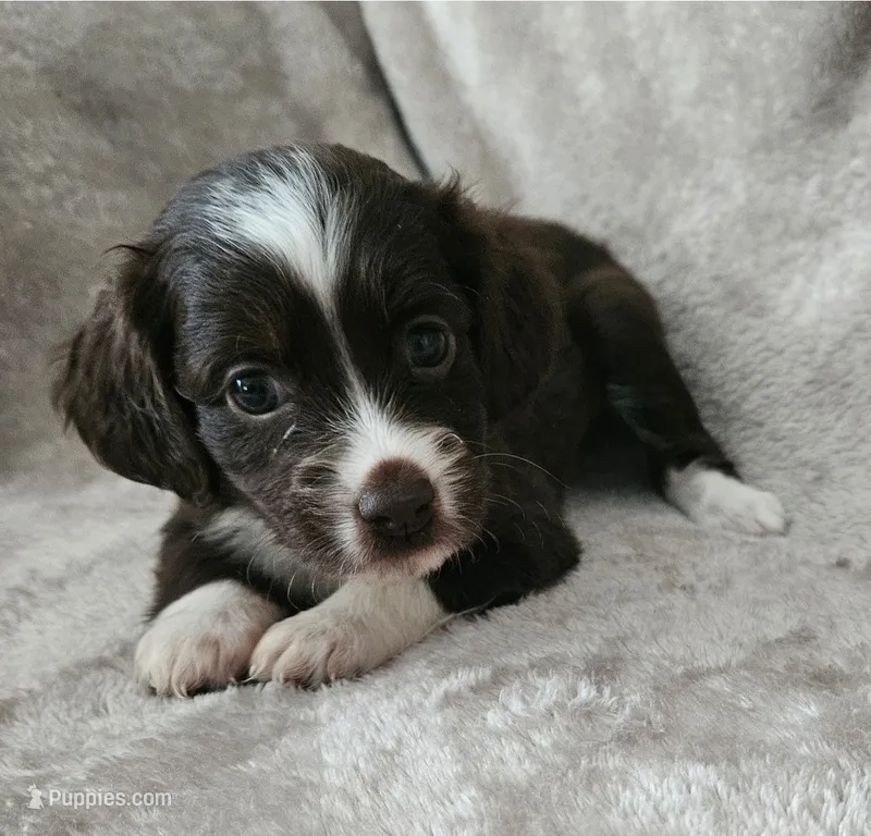 Maya – Cocker Spaniel, Miniature Australian Shepherd puppy for sale in Neosho, MO