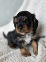 Bentley  AKC, a male Cavalier King Charles Spaniel for sale in Neosho, MO – 4 of 5