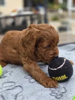 Sammy, a male Cavapoo for sale in Neosho, MO – Photo 2 of 8