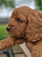 Sammy, a male Cavapoo for sale in Neosho, MO – Photo 3 of 8