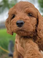 Sammy, a male Cavapoo for sale in Neosho, MO – Photo 4 of 8