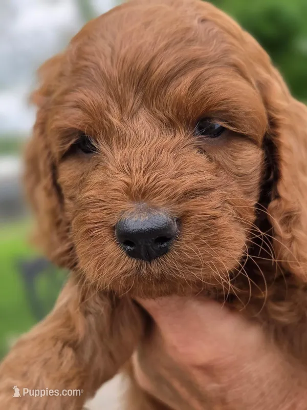 Sammy – Cavapoo puppy for sale in Neosho, MO