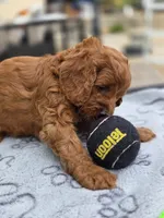 Sammy, a male Cavapoo for sale in Neosho, MO – Photo 7 of 8