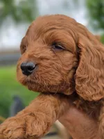 Sammy, a male Cavapoo for sale in Neosho, MO – Photo 6 of 8