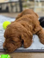 Sammy, a male Cavapoo for sale in Neosho, MO – Photo 8 of 8
