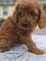 Sammy, a male Cavapoo for sale in Neosho, MO – Photo 5 of 8
