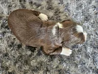 Maya, a female Cocker Spaniel and Miniature Australian Shepherd for sale in Neosho, MO – 3 of 4