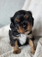 Bentley  AKC, a male Cavalier King Charles Spaniel for sale in Neosho, MO – 5 of 5