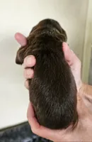 Luna, a female Cocker Spaniel and Miniature Australian Shepherd for sale in Neosho, MO – 3 of 5