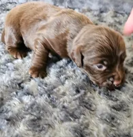 Luna, a female Cocker Spaniel and Miniature Australian Shepherd for sale in Neosho, MO – 5 of 5