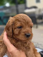 Jimmy, a male Cavapoo for sale in Neosho, MO – Photo 4 of 9