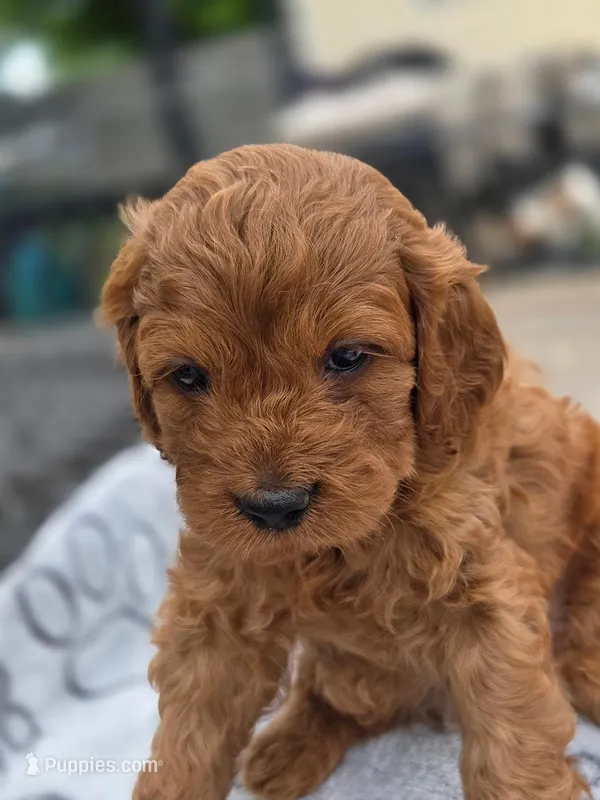 Jimmy – Cavapoo puppy for sale in Neosho, MO