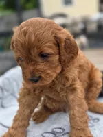 Jimmy, a male Cavapoo for sale in Neosho, MO – Photo 5 of 9