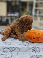 Jimmy, a male Cavapoo for sale in Neosho, MO – Photo 7 of 9