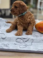 Jimmy, a male Cavapoo for sale in Neosho, MO – Photo 8 of 9