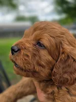 Jimmy, a male Cavapoo for sale in Neosho, MO – Photo 3 of 9