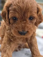 Jimmy, a male Cavapoo for sale in Neosho, MO – Photo 6 of 9