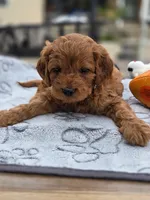 Jimmy, a male Cavapoo for sale in Neosho, MO – Photo 9 of 9