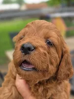 Jimmy, a male Cavapoo for sale in Neosho, MO – Photo 2 of 9
