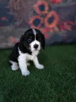 Jake , a male Cavalier King Charles Spaniel for sale in Neosho, MO – 7 of 8
