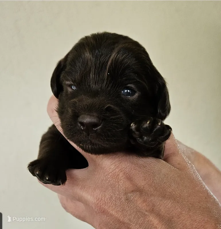 Brandy – Cocker Spaniel, Miniature Australian Shepherd puppy for sale in Neosho, MO