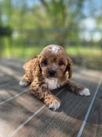 Archer, a male Cavapoo for sale in Neosho, MO – 8 of 9