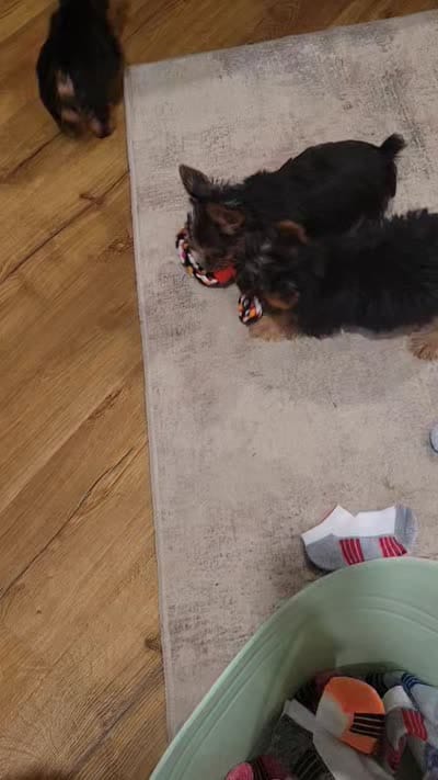 Shadow , a male Silky Terrier for sale in Neosho, MO – 5 of 5