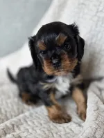 Bentley  AKC, a male Cavalier King Charles Spaniel for sale in Neosho, MO – 3 of 5