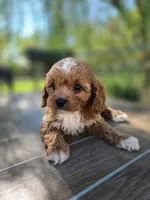 Archer, a male Cavapoo for sale in Neosho, MO – 6 of 9