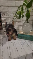 Taco, a male Silky Terrier for sale in Neosho, MO – 5 of 5