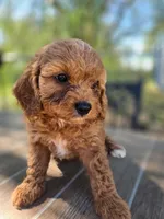 Jazzy, a female Cavapoo for sale in Neosho, MO – 6 of 7