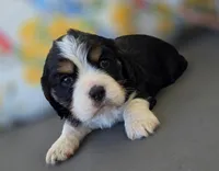 Milo, a male English Cocker Spaniel and Cavalier King Charles Spaniel for sale in Neosho, MO – Photo 4 of 7