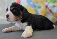 Milo, a male English Cocker Spaniel and Cavalier King Charles Spaniel for sale in Neosho, MO – Photo 3 of 7
