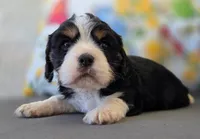 Milo, a male English Cocker Spaniel and Cavalier King Charles Spaniel for sale in Neosho, MO – Photo 2 of 7