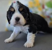 Milo, a male English Cocker Spaniel and Cavalier King Charles Spaniel for sale in Neosho, MO – Photo 6 of 7