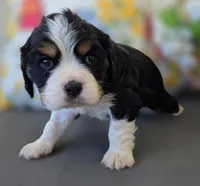 Milo, a male English Cocker Spaniel and Cavalier King Charles Spaniel for sale in Neosho, MO – Photo 7 of 7