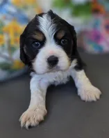 Milo, a male English Cocker Spaniel and Cavalier King Charles Spaniel for sale in Neosho, MO – Photo 5 of 7