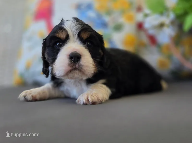 Milo – English Cocker Spaniel, Cavalier King Charles Spaniel puppy for sale in Neosho, MO