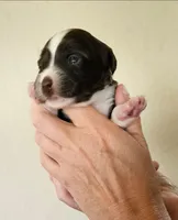Maya, a female Cocker Spaniel and Miniature Australian Shepherd for sale in Neosho, MO – 1 of 4