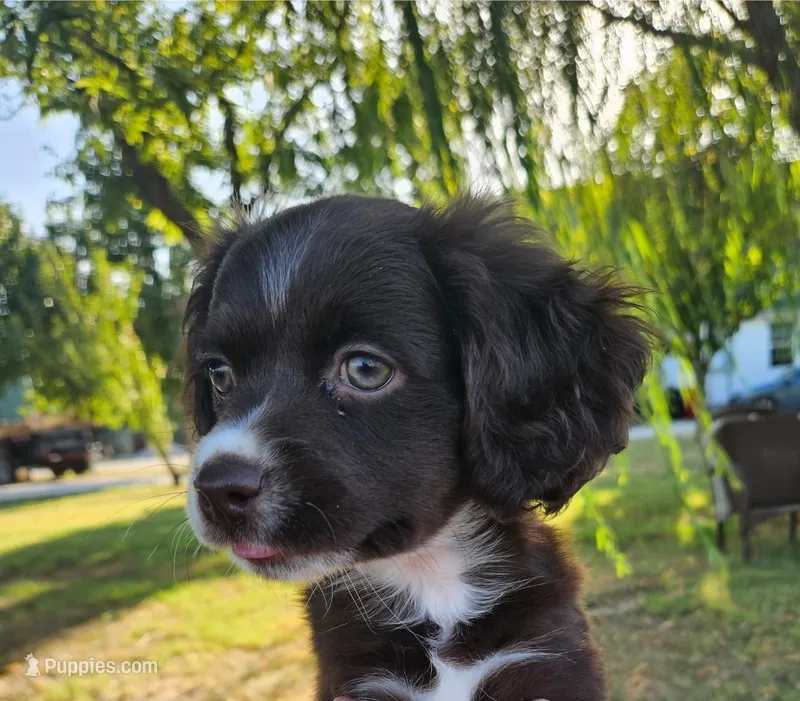Penny – Cocker Spaniel, Miniature Australian Shepherd puppy for sale in Neosho, MO