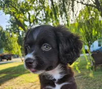 Penny, a female Cocker Spaniel and Miniature Australian Shepherd for sale in Neosho, MO – 1 of 9